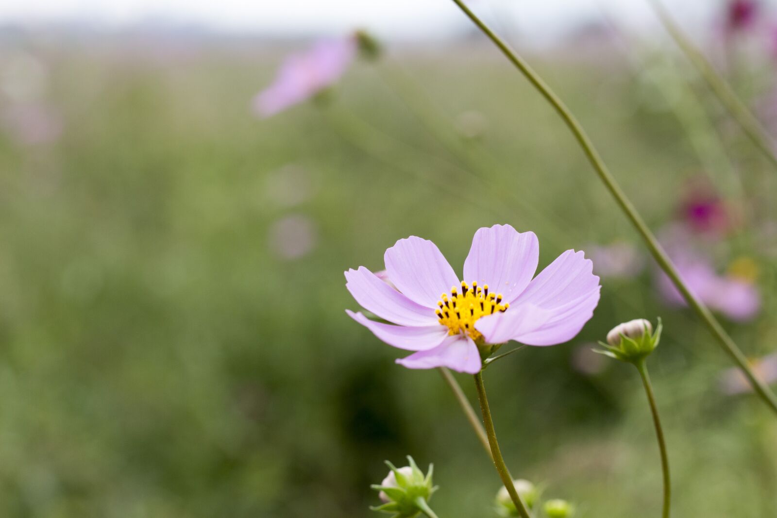 Canon EOS 700D (EOS Rebel T5i / EOS Kiss X7i) sample photo. Flowers, autumn, nature photography