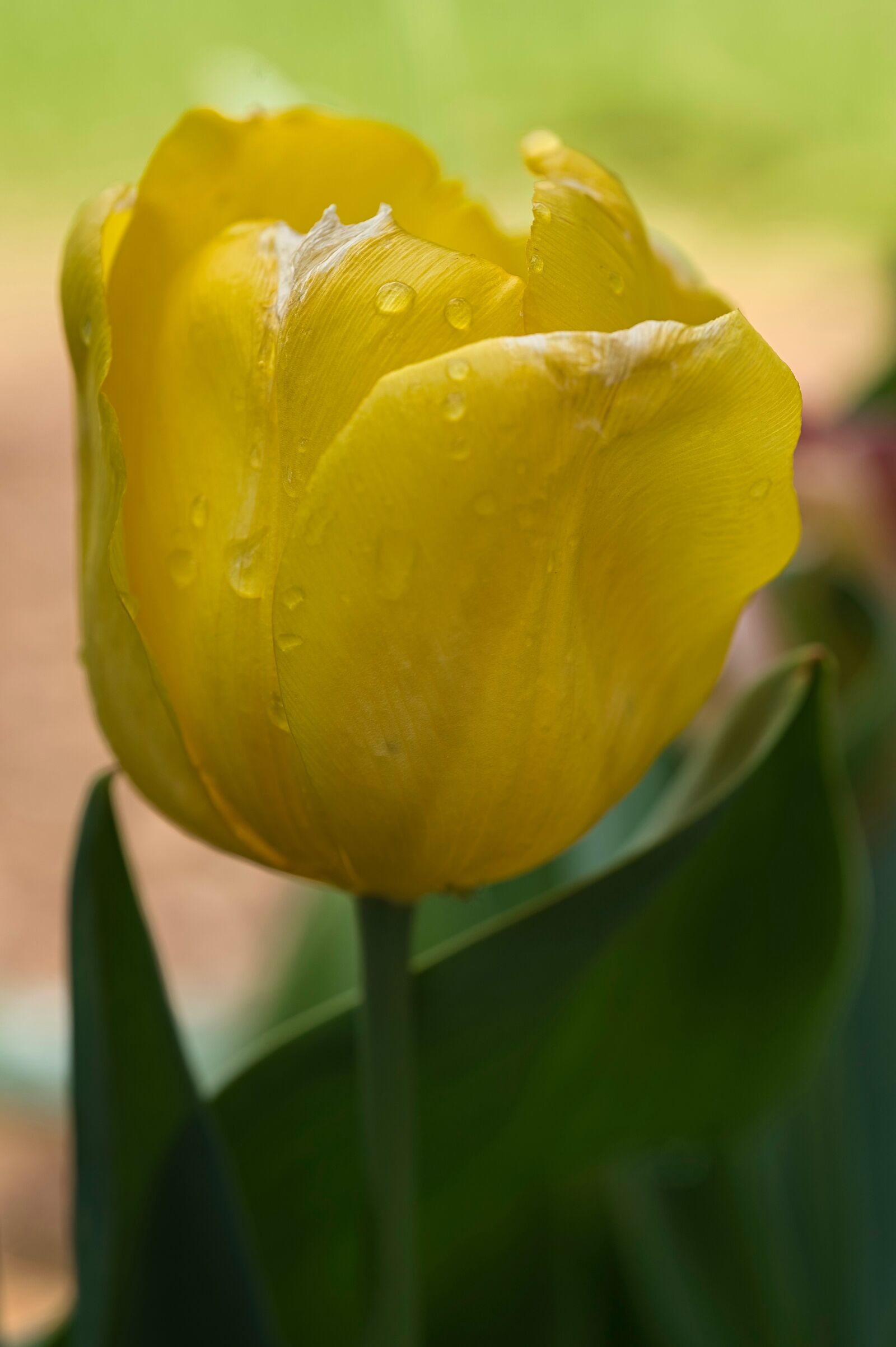 Nikon Nikkor Z 85mm F1.8 S sample photo. Tulip, flower, spring photography