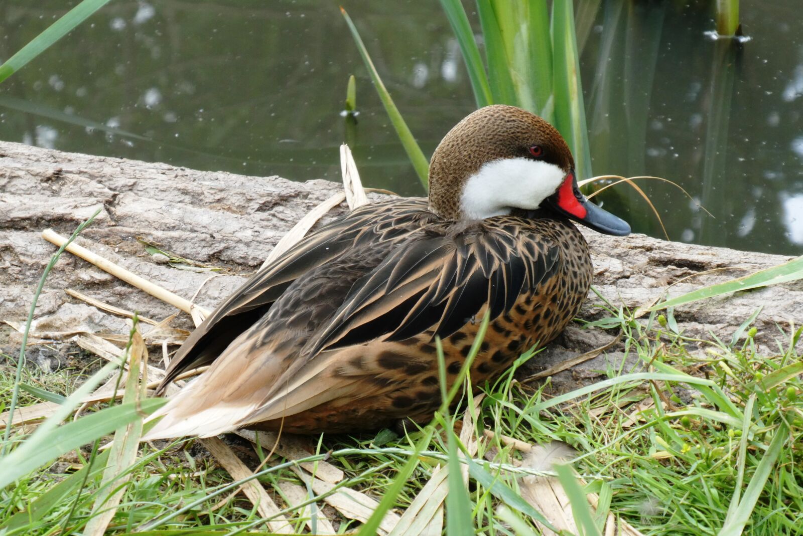 Panasonic Lumix DC-ZS70 (Lumix DC-TZ90) sample photo. Duck, waterfowl, ditch photography