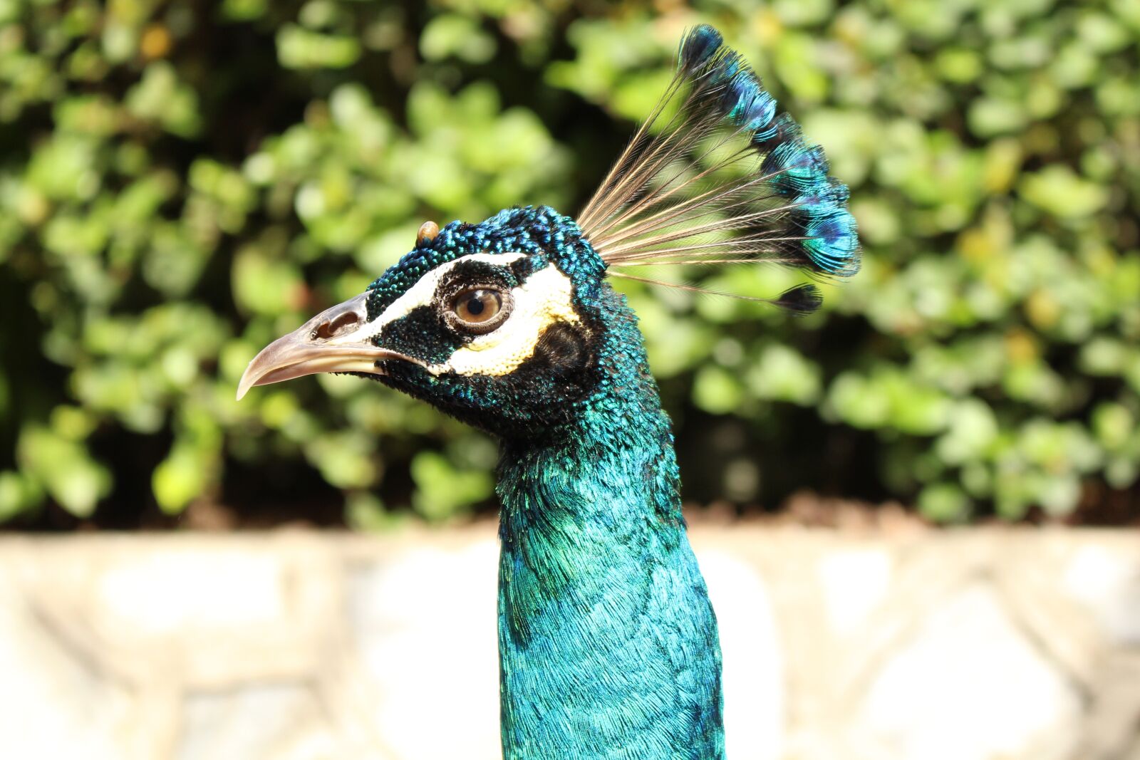 Canon EOS 700D (EOS Rebel T5i / EOS Kiss X7i) sample photo. Peacock, bird, zoo photography