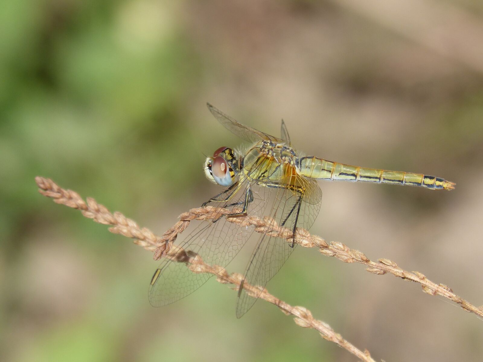 Panasonic DMC-FZ62 sample photo. Yellow dragonfly, dragonfly, sympetrum photography