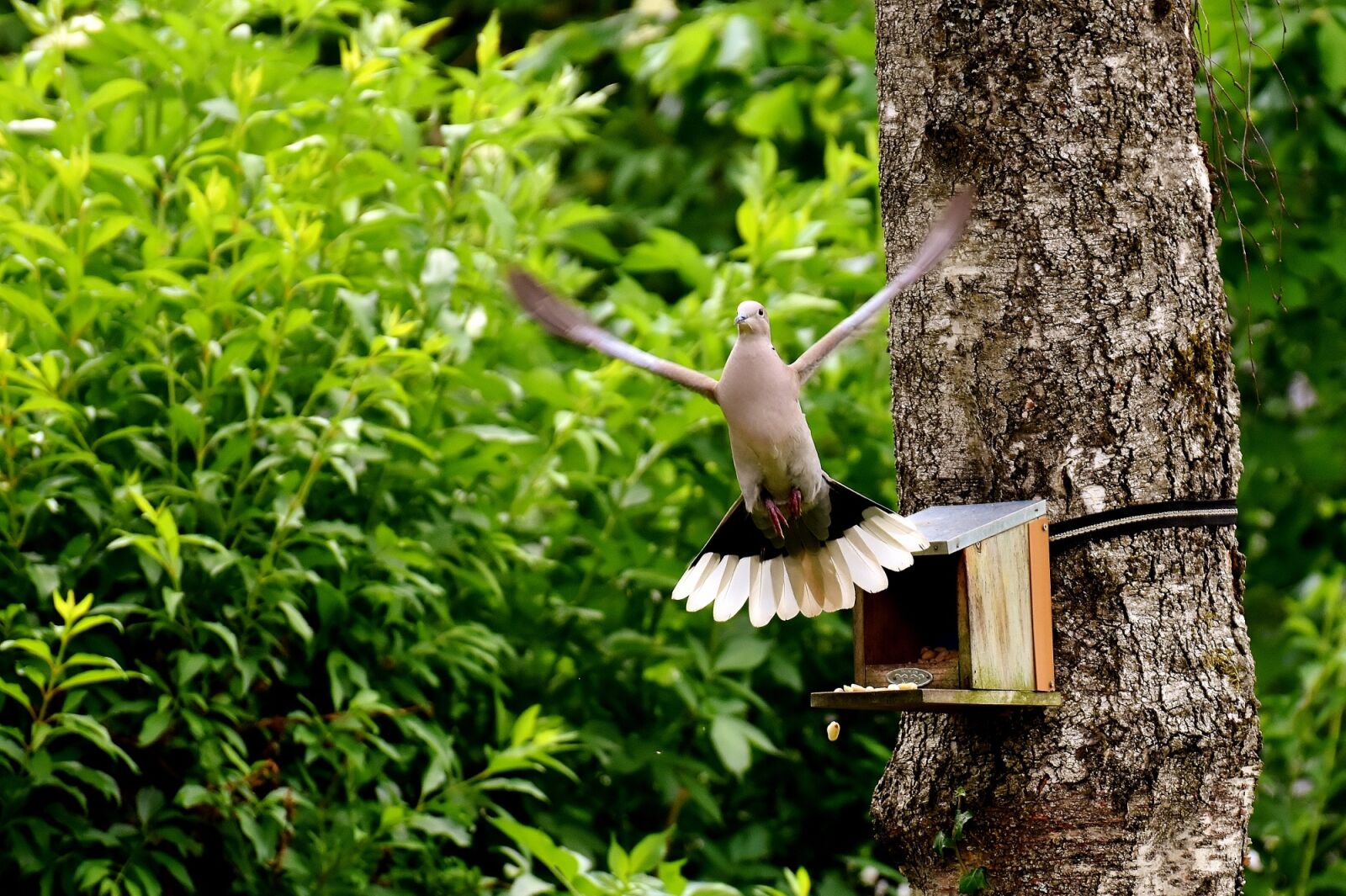 Nikon D7200 sample photo. Dove, bird, food photography