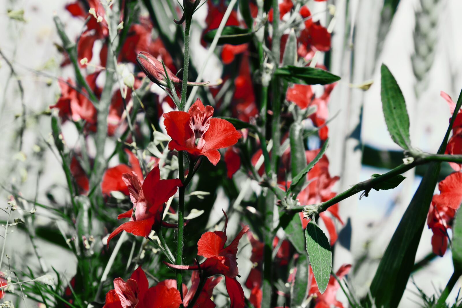 Nikon D7500 sample photo. Crow's-feet, fantasy, flower photography