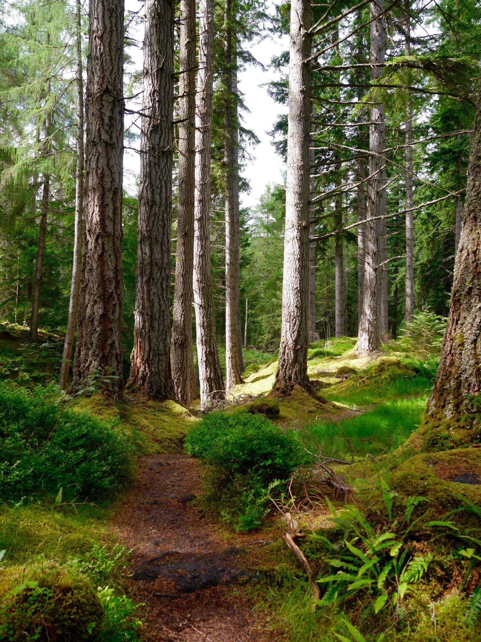 Panasonic Lumix DMC-G6 sample photo. Scotland, trees, nature photography
