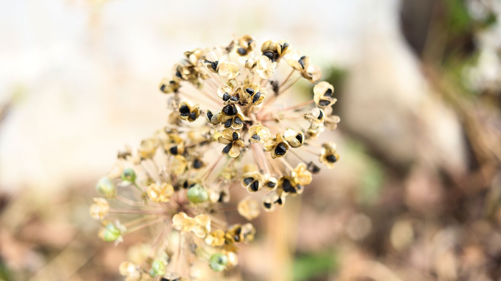Canon EF-S 24mm F2.8 STM sample photo. Green onion seed, seed photography