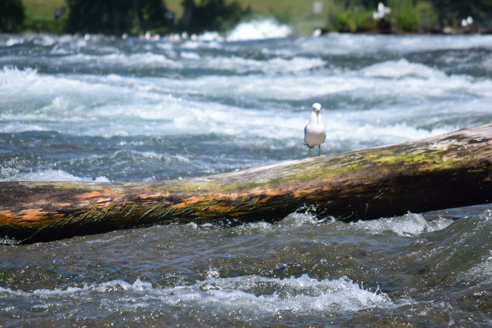 Nikon D3300 sample photo. River, bird, log photography