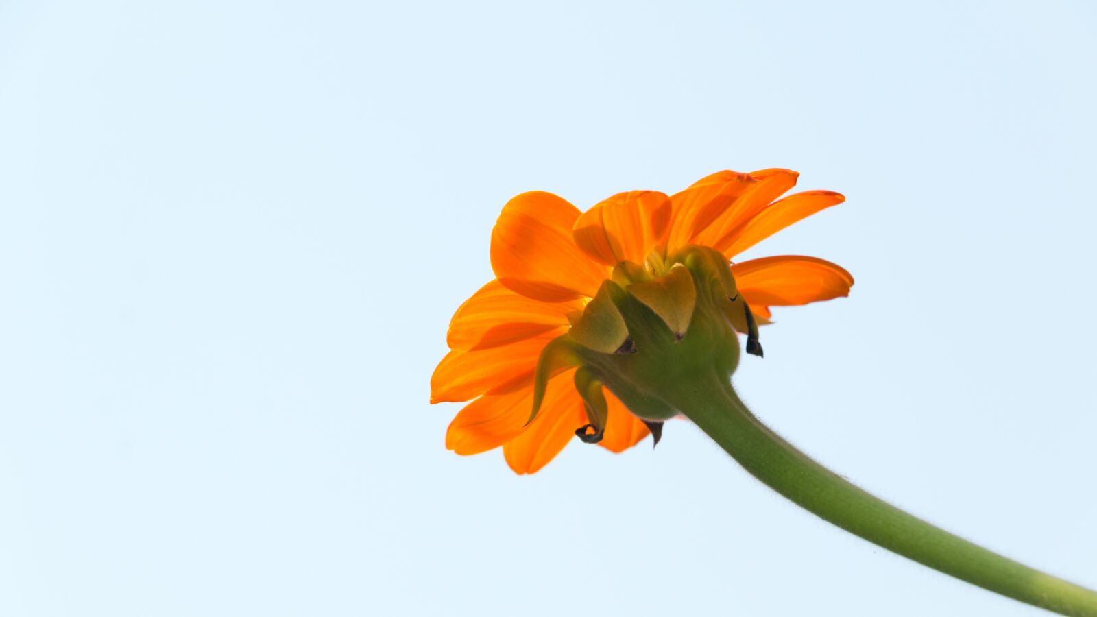 Canon EOS 70D sample photo. Tithonia, mexican sunflower, flower photography