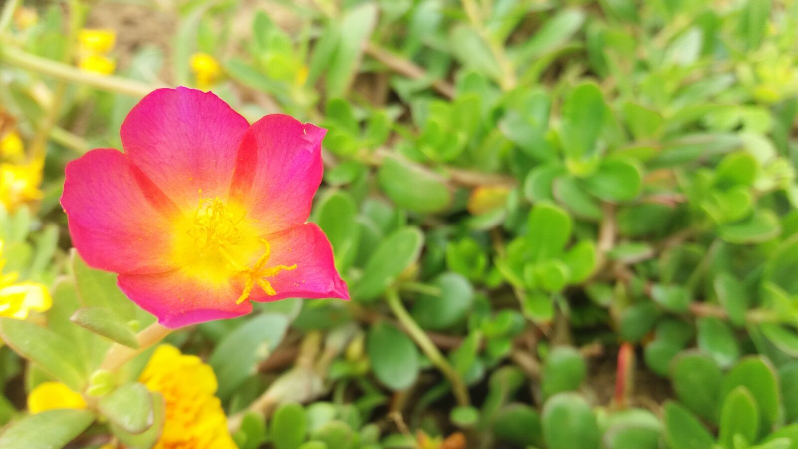 Samsung Galaxy J5 sample photo. Flowers, spring, garden photography