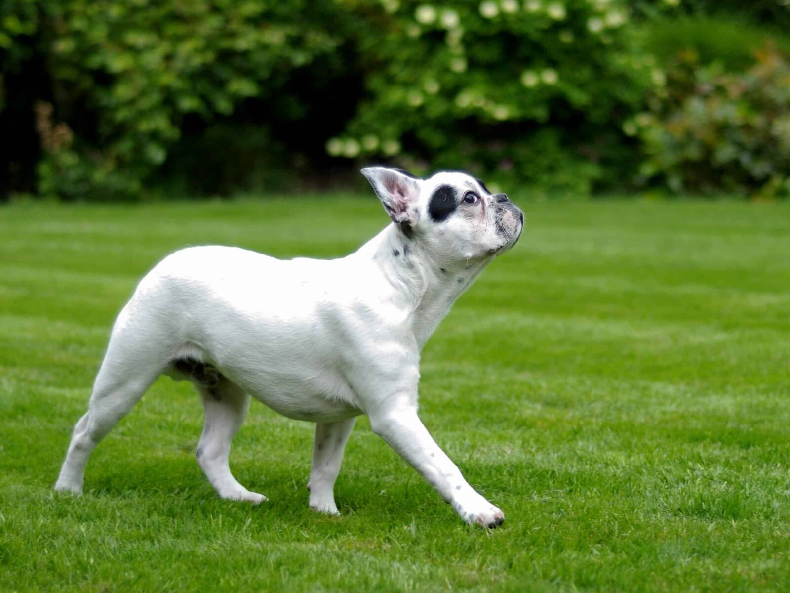 Nikon D300 sample photo. Canine, cute, animal pet photography