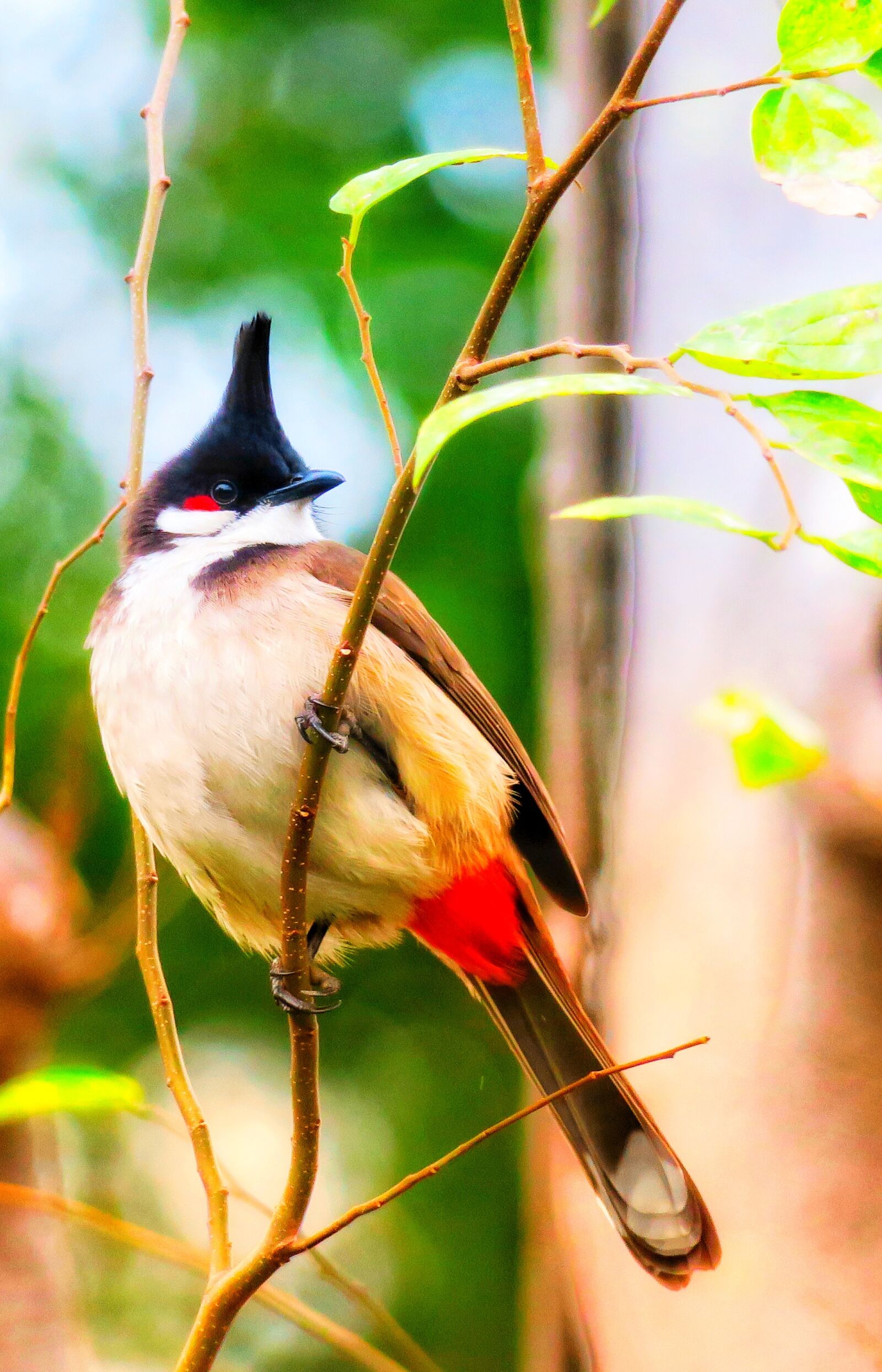 Canon PowerShot G3 X sample photo. Nature, bird, wildlife photography