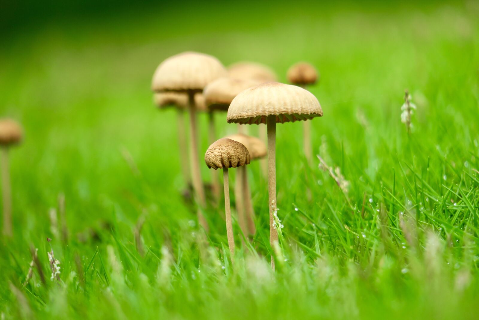 Canon PowerShot G3 X sample photo. Mushroom, fresh, natural photography