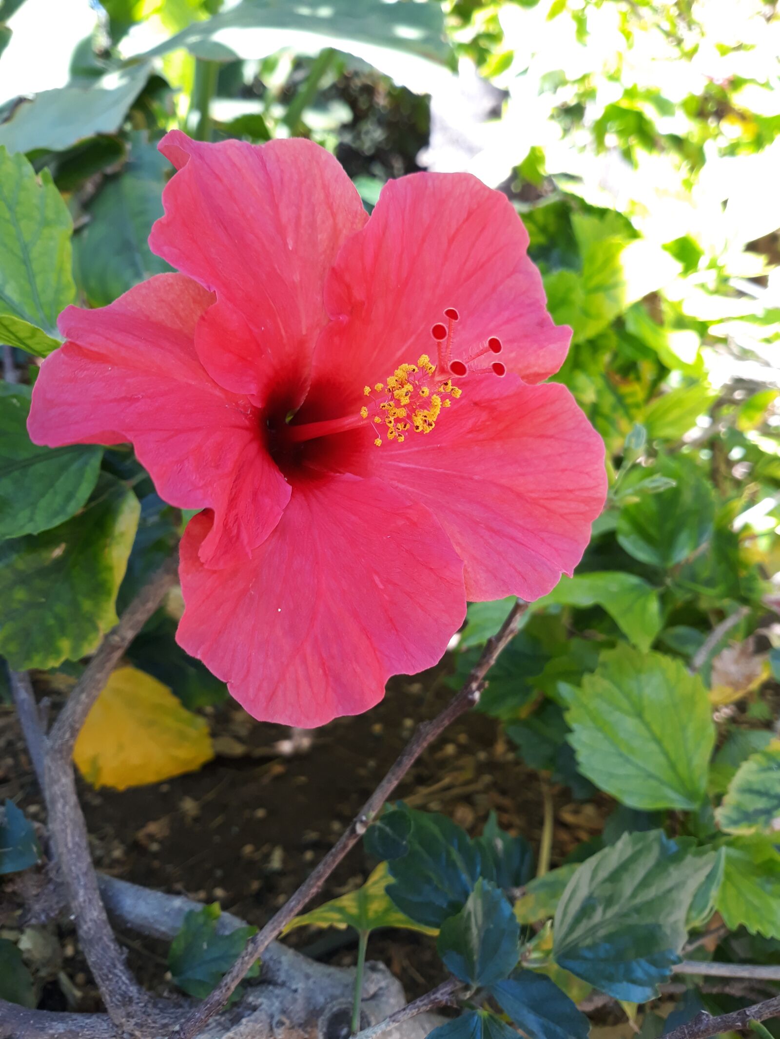 Samsung Galaxy J7 sample photo. Flower of hibiscus, hibiscus photography