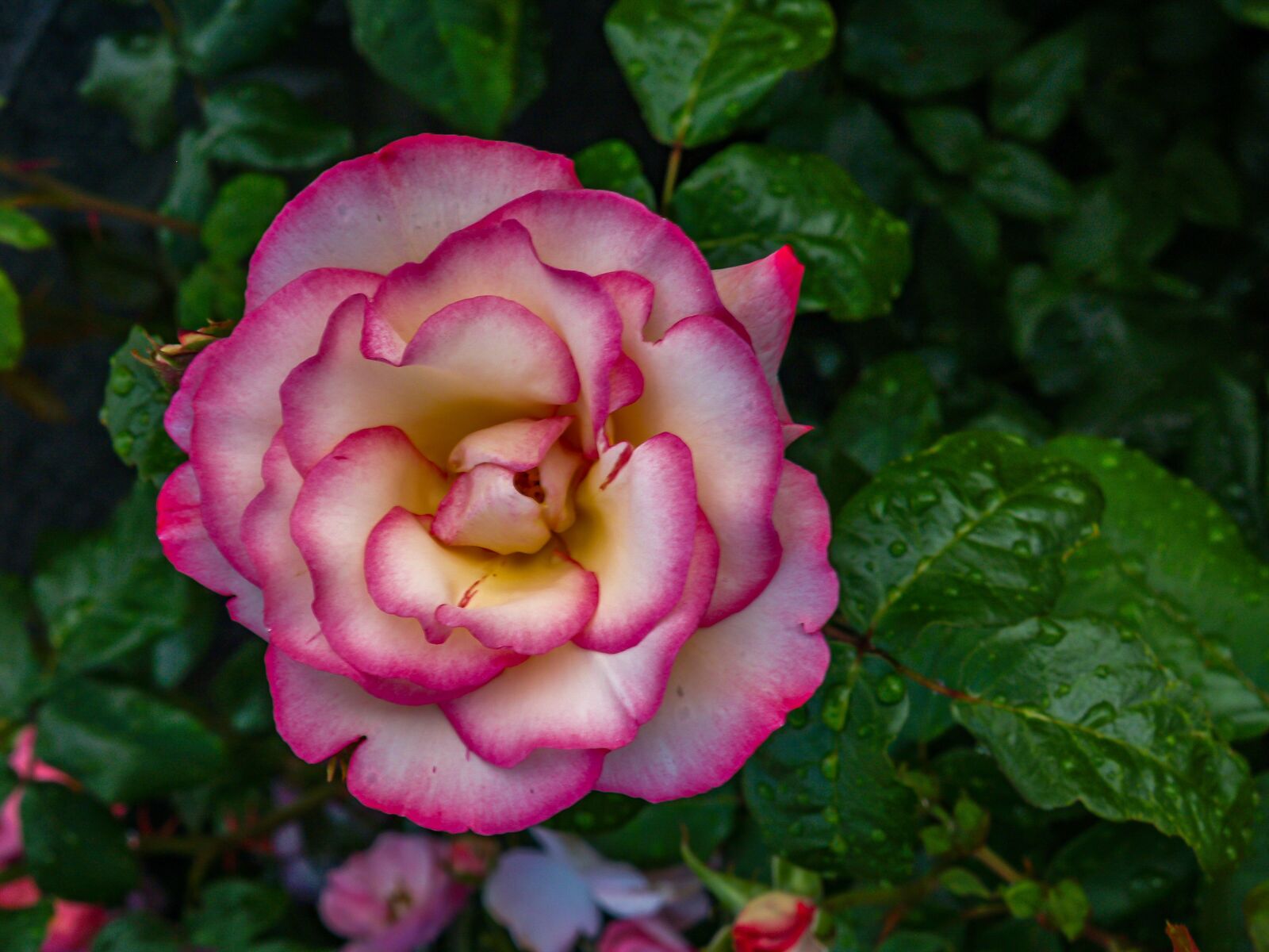 Olympus E-500 (EVOLT E-500) sample photo. Rose, flower, significant photography