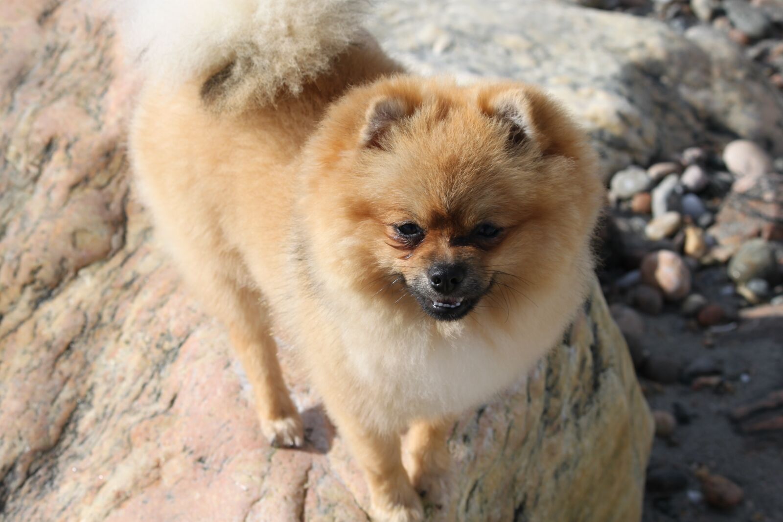 Canon EOS 500D (EOS Rebel T1i / EOS Kiss X3) sample photo. Spitz miniature, dog, animals photography