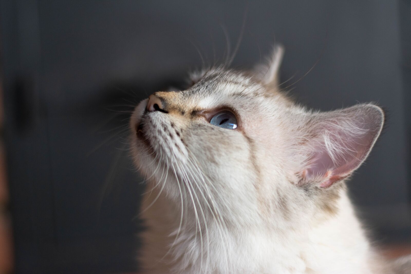 Nikon D7100 sample photo. Gata, feline, animal photography