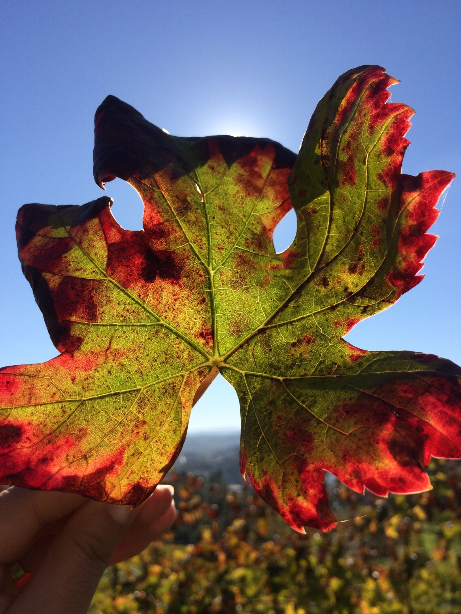 iPhone 5s back camera 4.15mm f/2.2 sample photo. Vineyard, vine, green wine photography