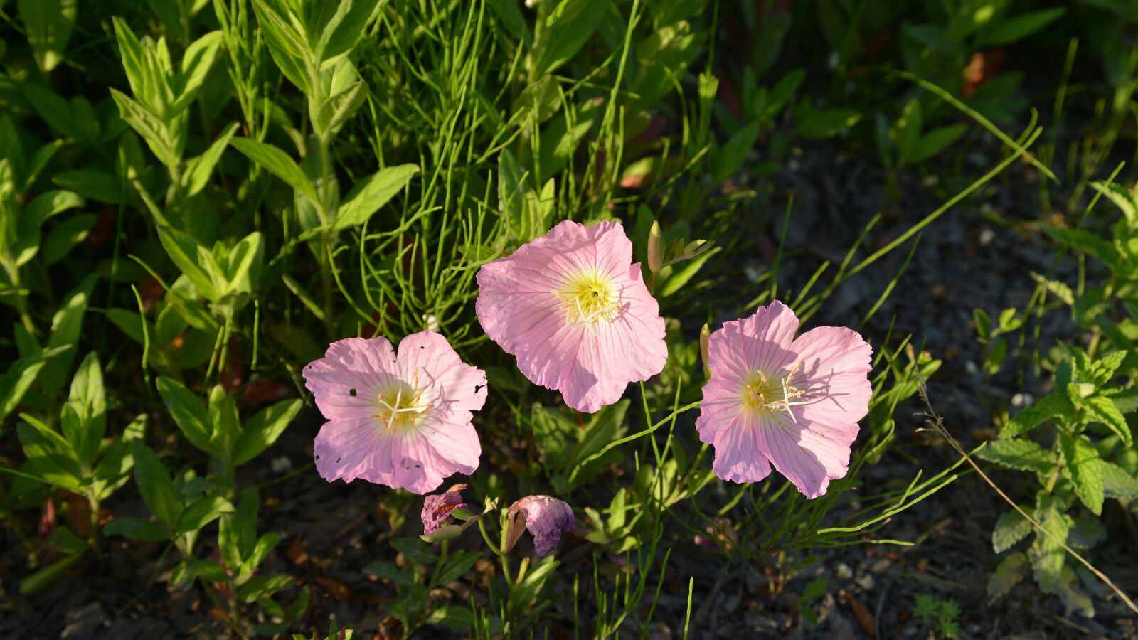 Nikon D800 sample photo. Flowers, spring, wildflower photography