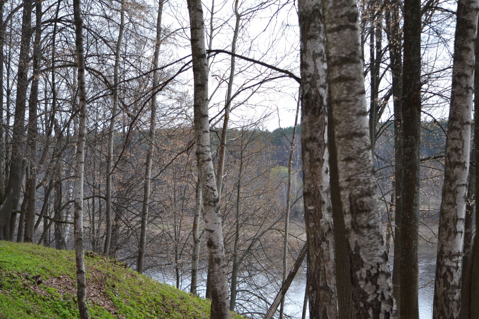 Nikon D3100 sample photo. Birch, spring, nature photography