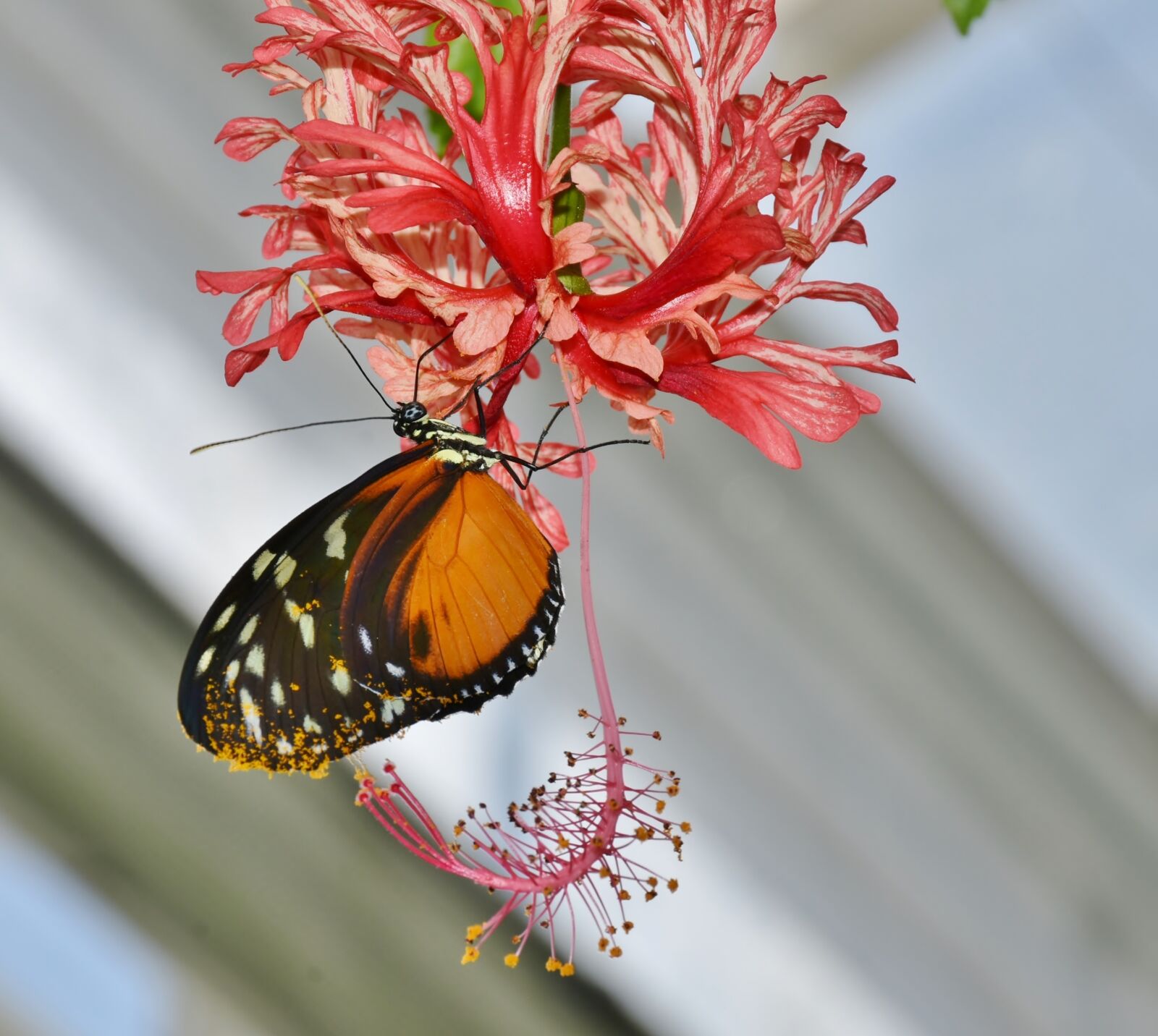 Nikon D7200 sample photo. Butterfly, colorful, insect photography