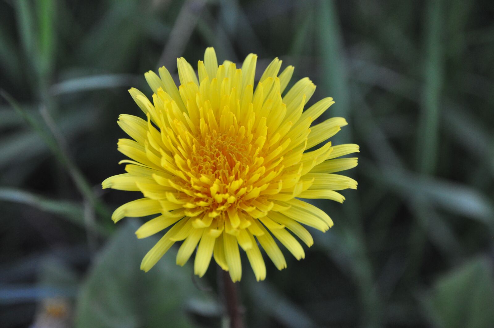 Nikon D90 sample photo. Dandelion, flower, spring photography