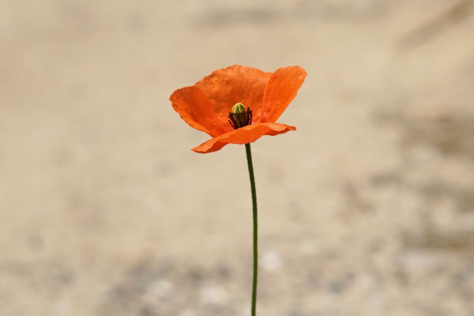 Sony a6000 + E 60mm F2.8 sample photo. Flower, blossom, bloom photography