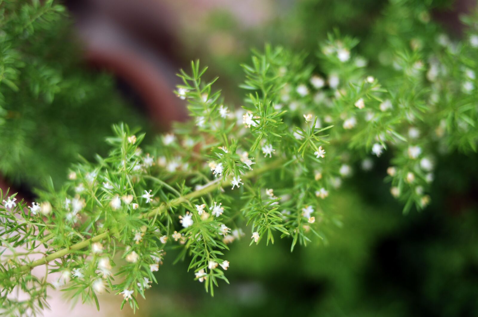 Nikon D2Xs sample photo. Plant, nature, leaf photography