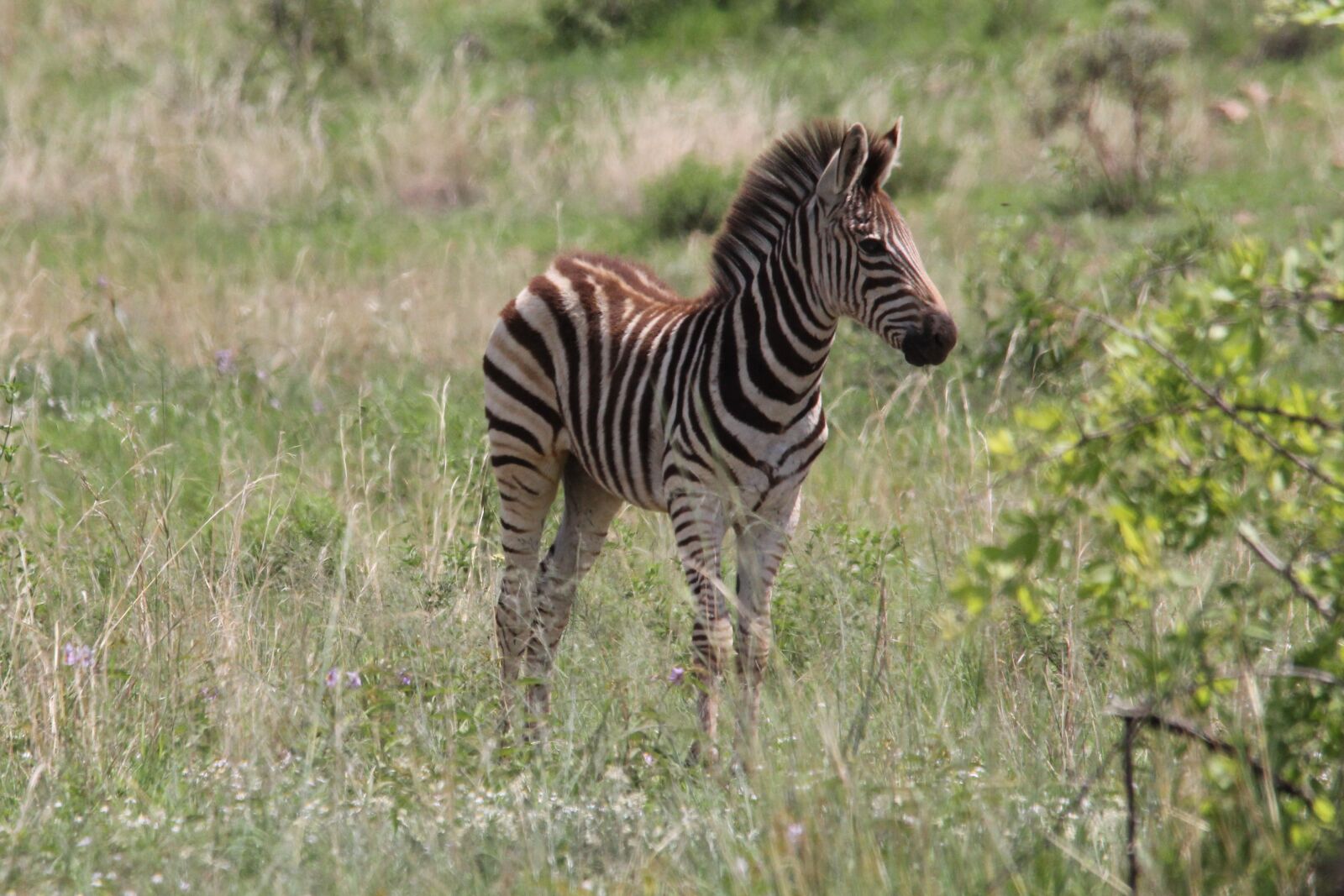 Canon EOS 60D sample photo. Zebra, young, colt photography