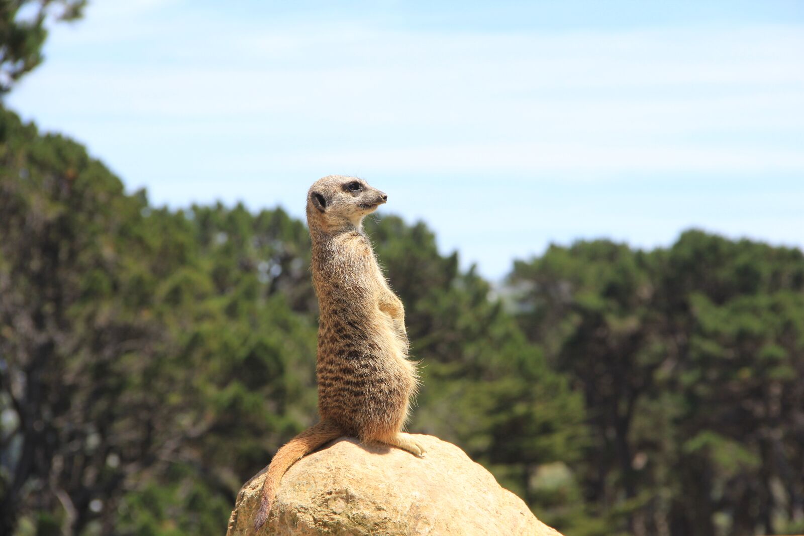 Canon EOS 60D sample photo. Meerkat, sentinel, mongoose photography