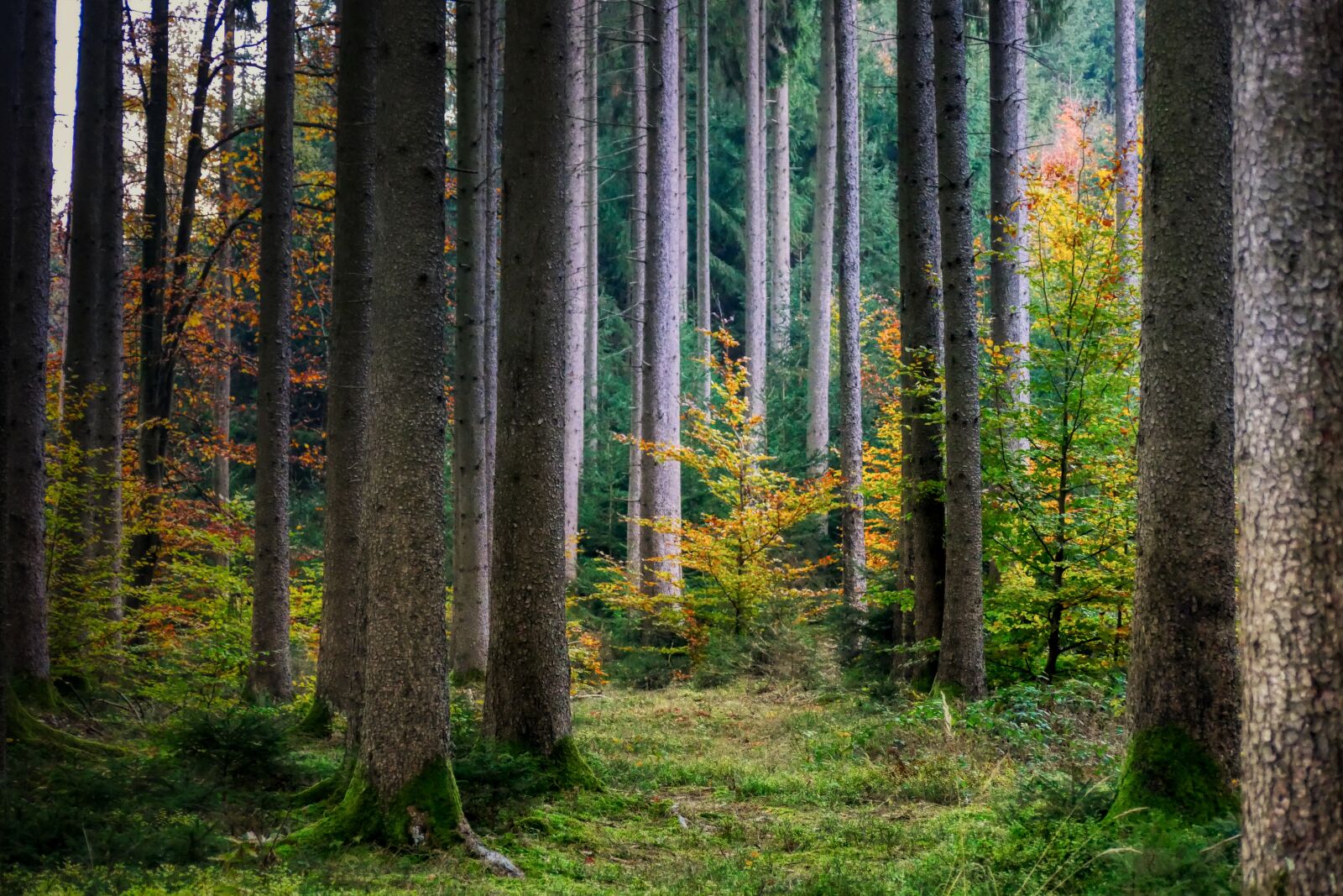 Panasonic Lumix DMC-GX8 sample photo. Forest, autumn, nature photography