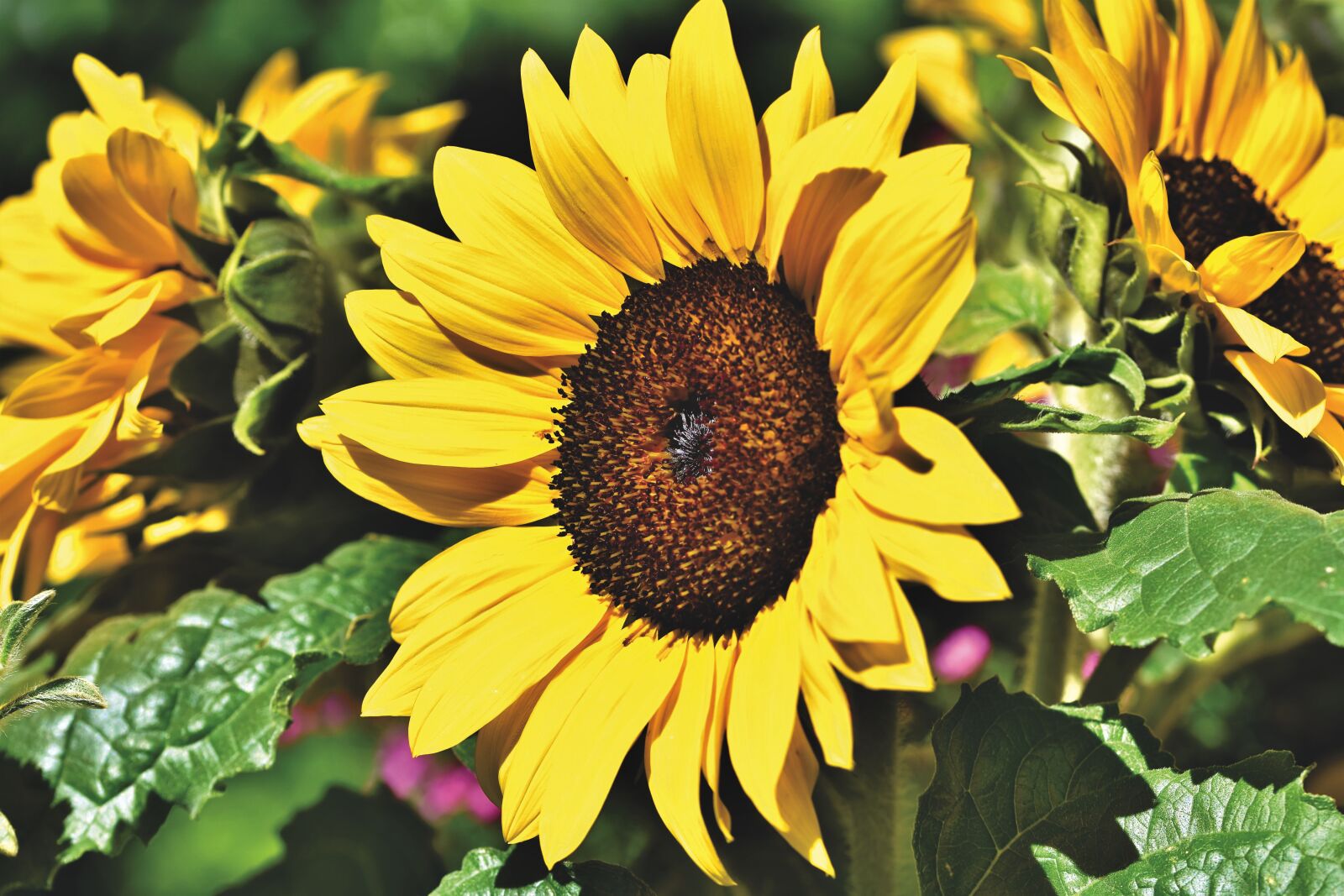 Nikon D7200 sample photo
