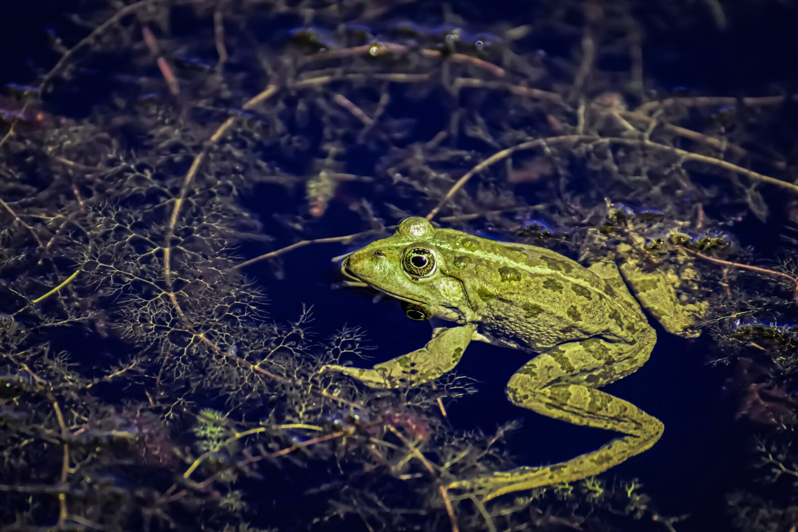 Nikon D7200 sample photo. Frog, pond, animal photography