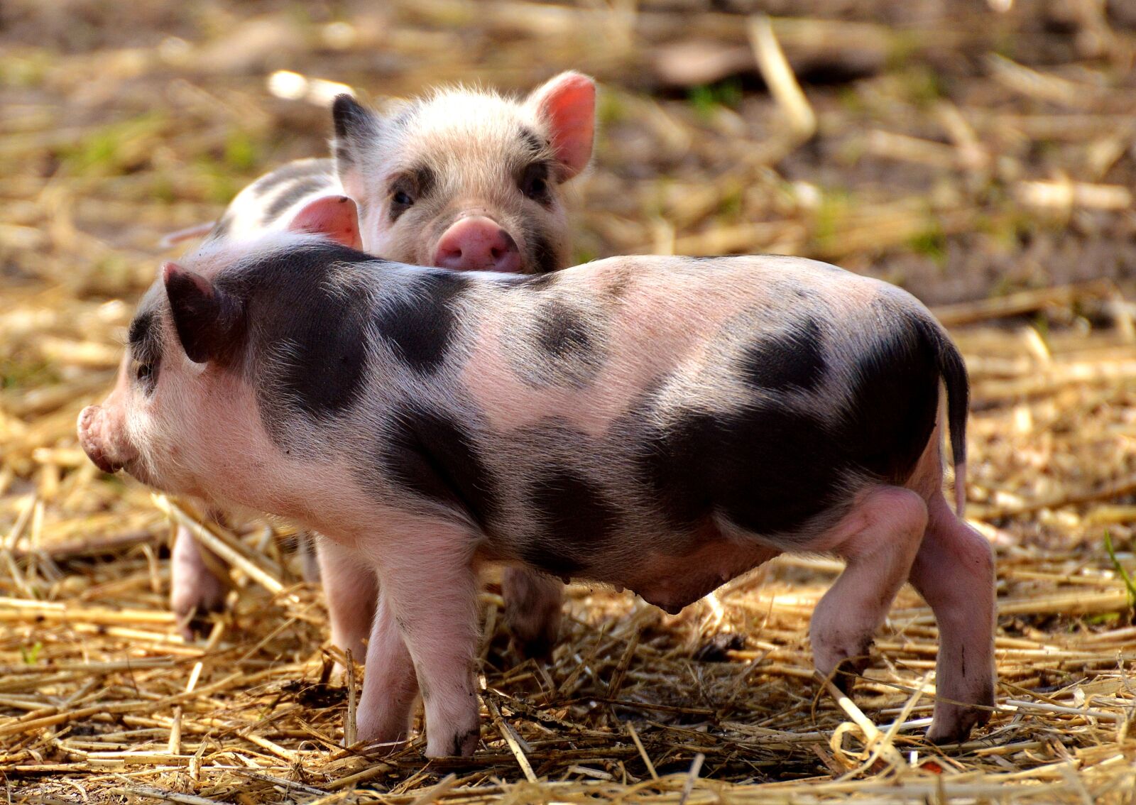 Nikon D3200 sample photo. Piglet, small pigs, mini photography