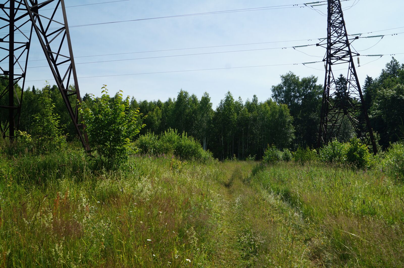 Sony SLT-A57 sample photo. Forest, line, support photography