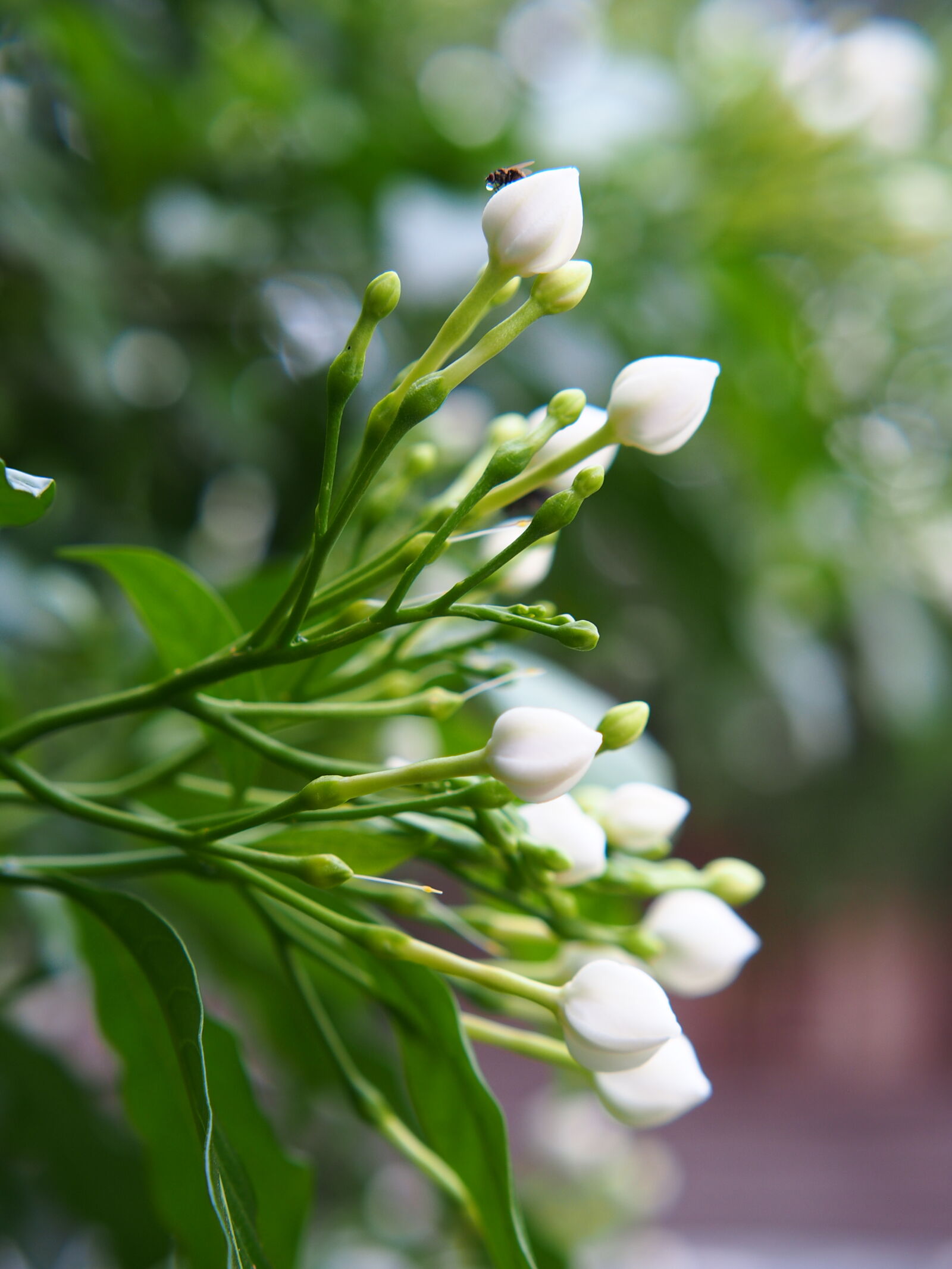 XIAOYI 42.5mm F1.8 sample photo