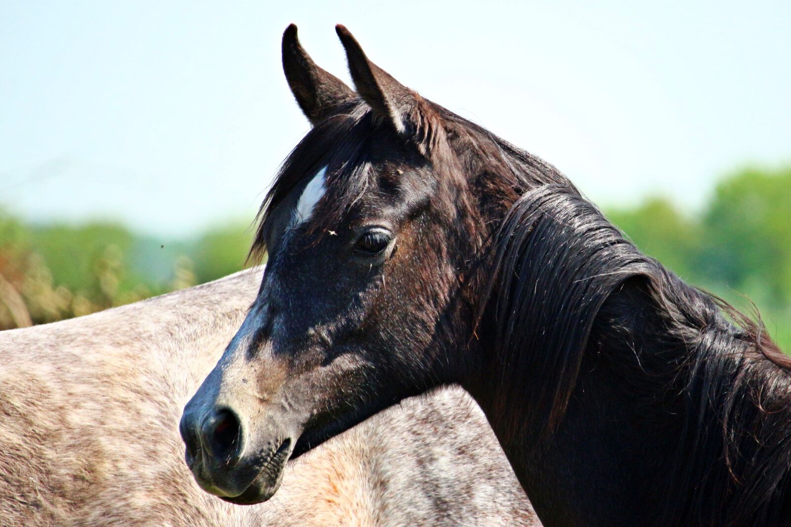Canon EOS 100D (EOS Rebel SL1 / EOS Kiss X7) sample photo. Horse, foal, mold photography