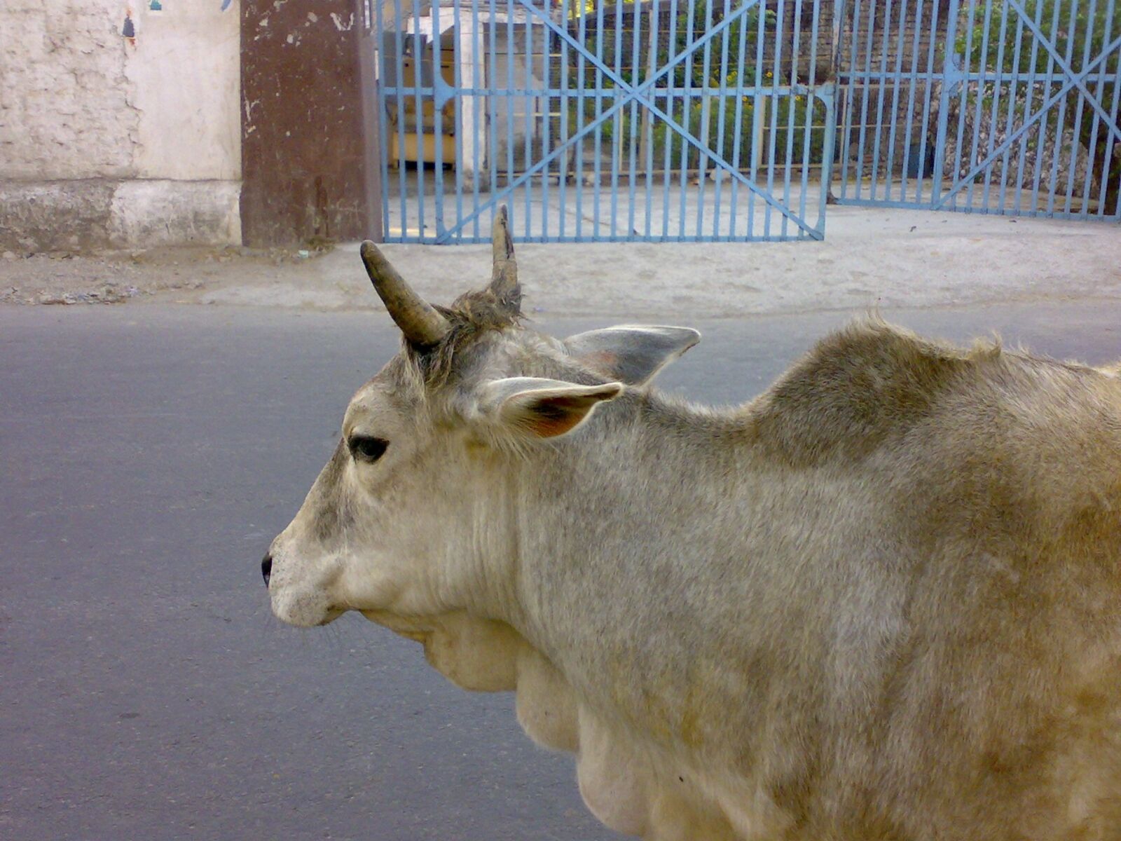 Nokia N73 sample photo. Cow, india, sacred photography