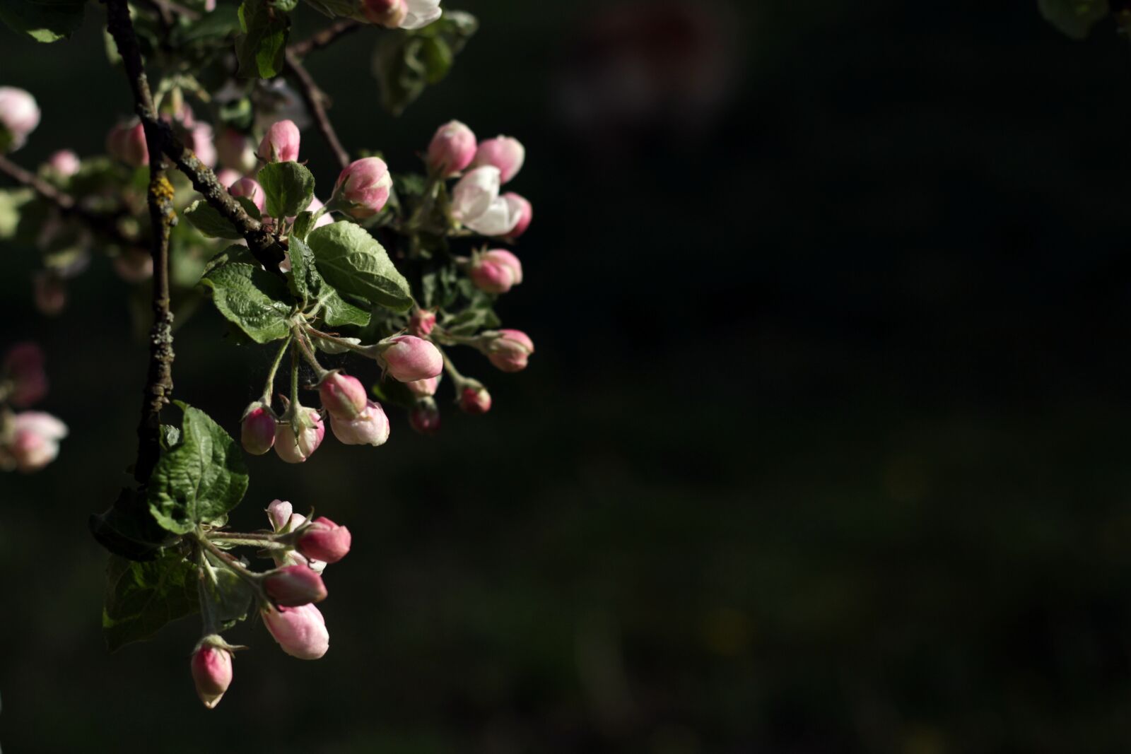 Canon EOS 600D (Rebel EOS T3i / EOS Kiss X5) sample photo. Apple blossom, blossom, blossoming photography
