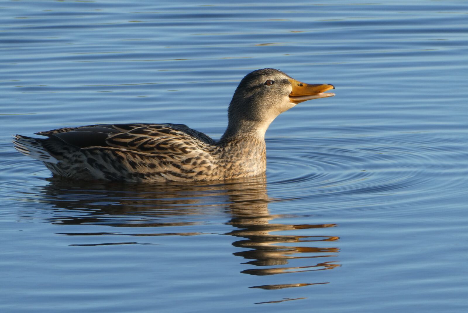 Panasonic Lumix DC-ZS70 (Lumix DC-TZ90) sample photo. Duck, water, ditch photography