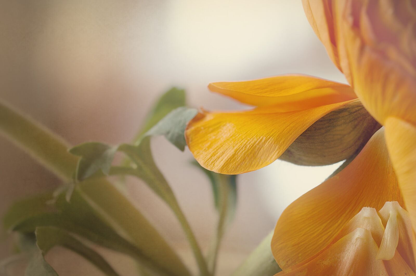 Nikon D90 sample photo. Ranunculus, blossom, bloom photography