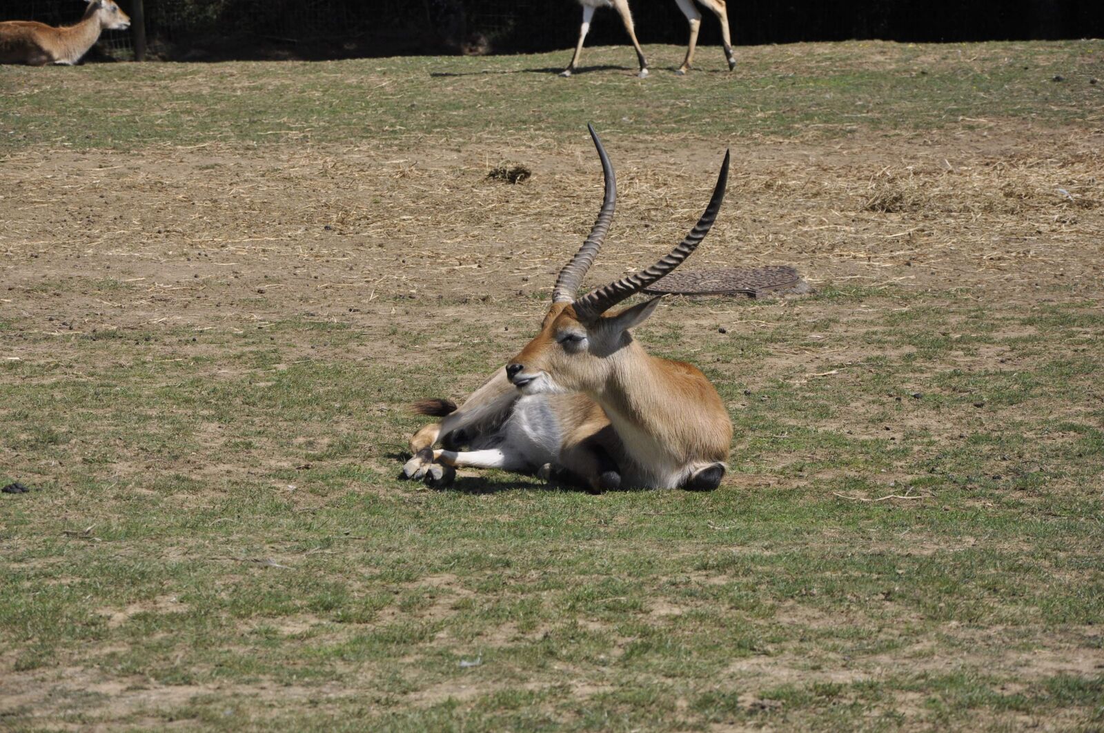 Nikon D90 sample photo. Gazelle, animal, savannah photography
