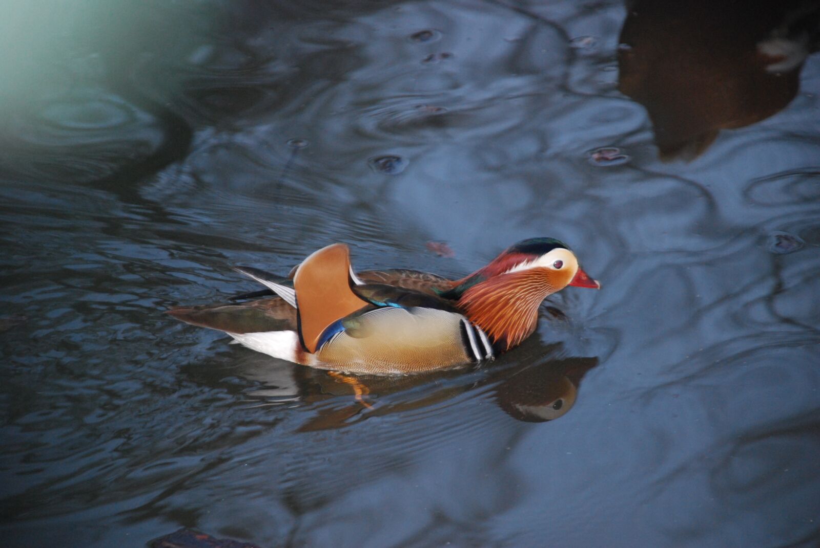Nikon D40X sample photo. Bird, duck, water photography