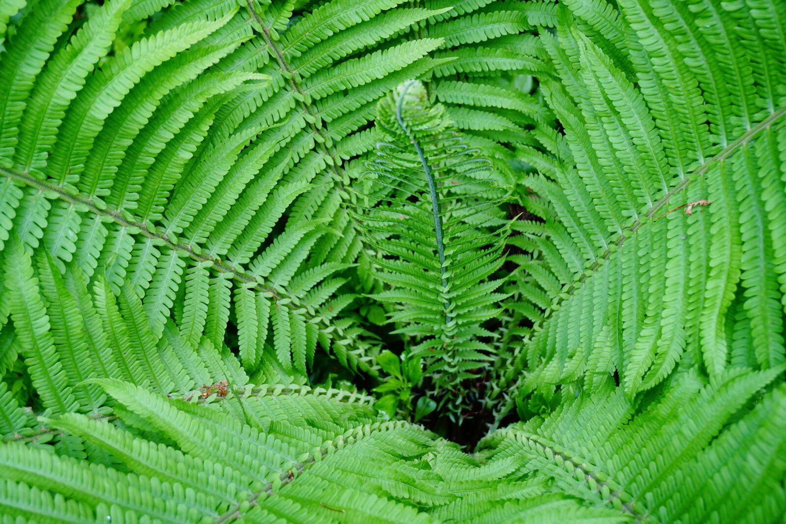 Sony a6000 sample photo. Fern, nature, forest photography