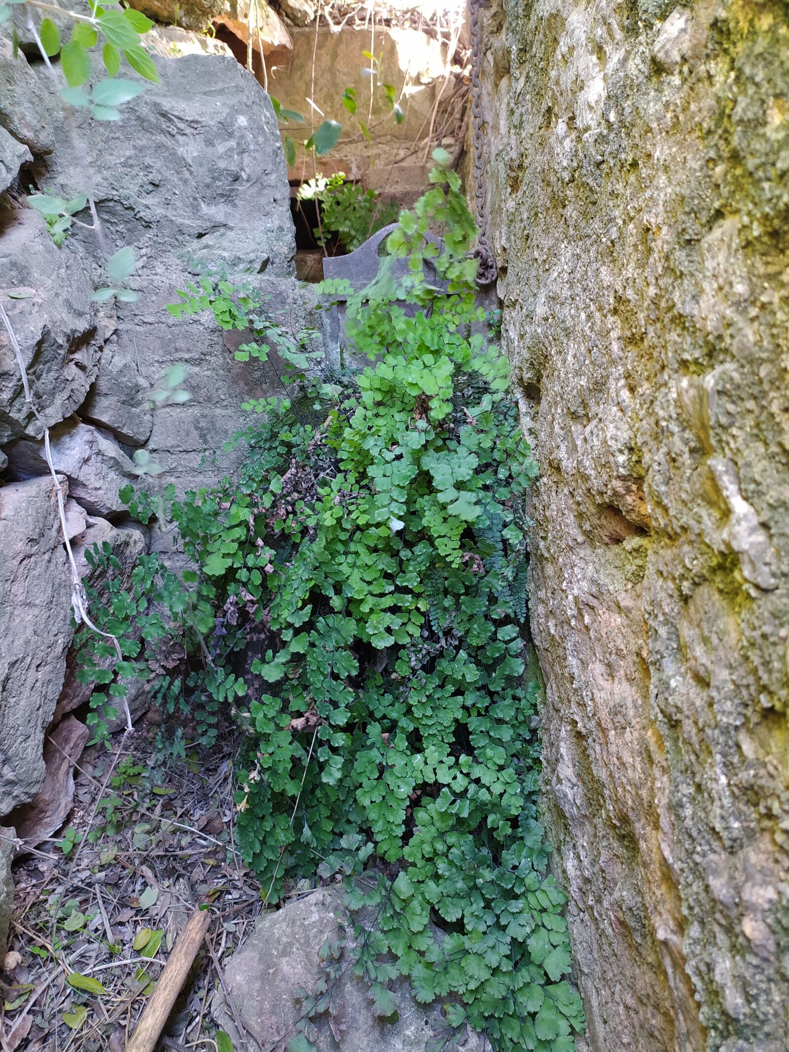 Xiaomi Redmi Note 8 sample photo. Adiantum, capillus, veneris photography