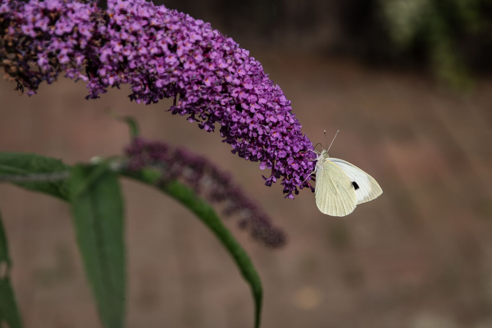 Canon EOS 70D sample photo. Butterfly, nature, insect photography