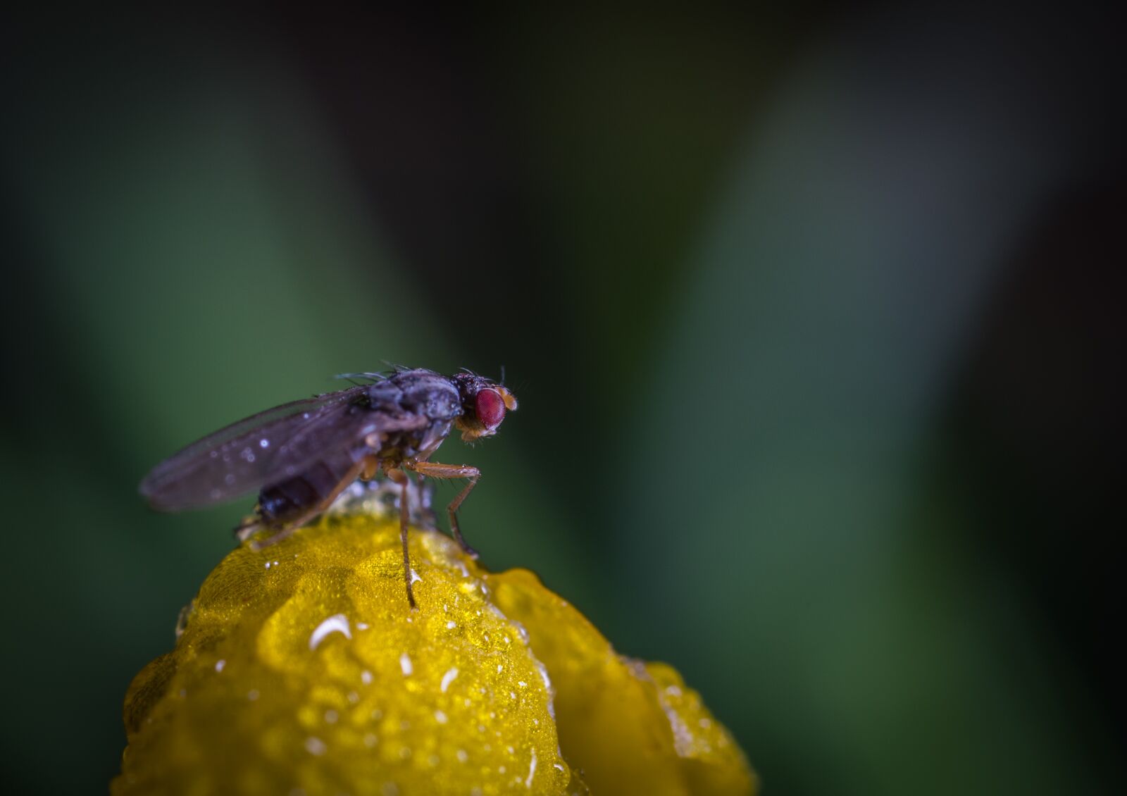 #124 65/2.8 sample photo. Insect, nature, no one photography