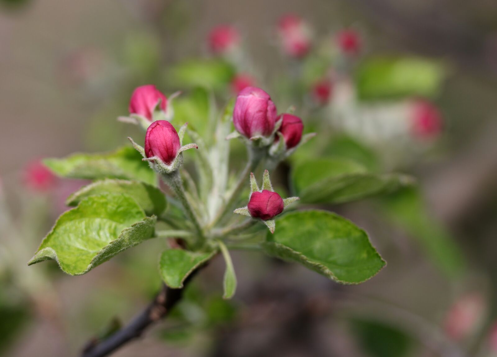 Canon EF-S 60mm F2.8 Macro USM sample photo. Flowers, pink, march photography