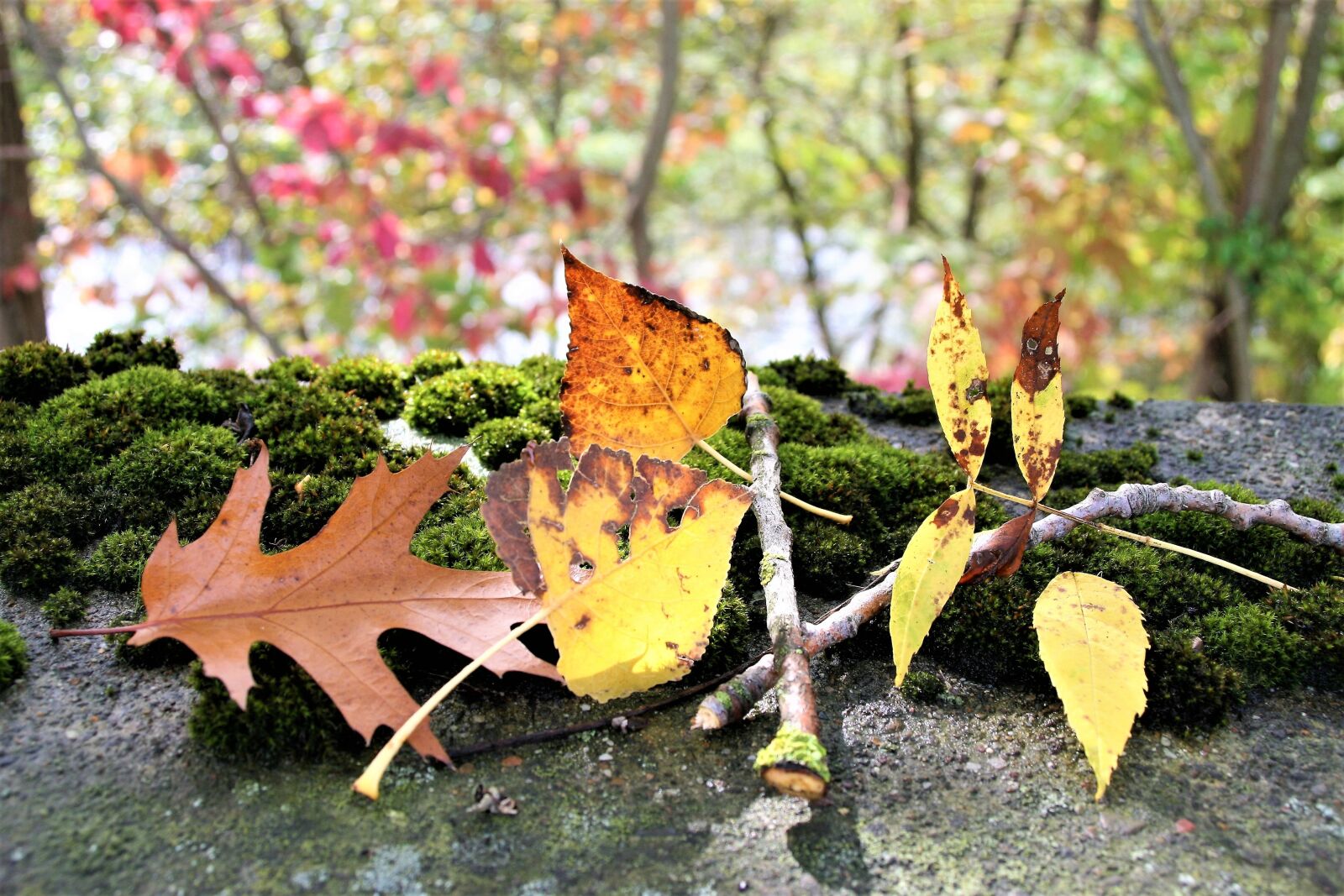 Canon EOS 400D (EOS Digital Rebel XTi / EOS Kiss Digital X) sample photo. Moss, autumn, torn photography