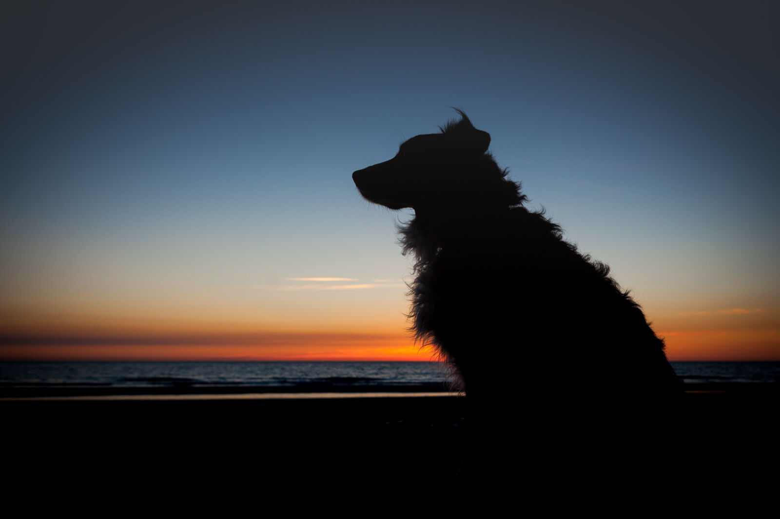 Canon EOS 5D Mark II sample photo. Dog, sunset, horizon, beach photography