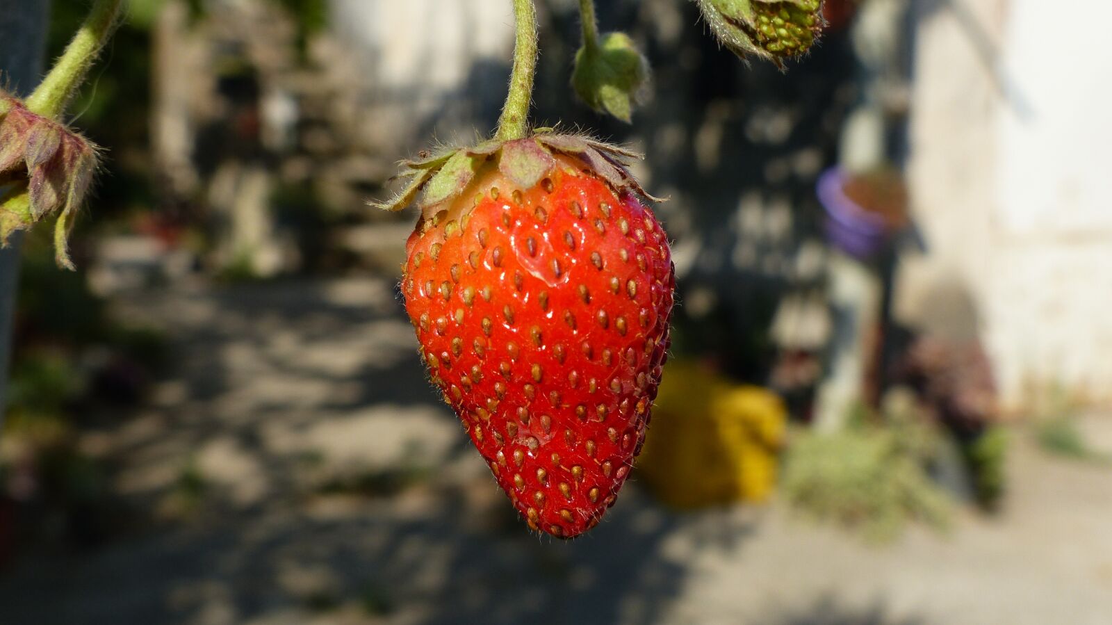 Panasonic Lumix DMC-FZ200 sample photo. Strawberry, fruit, nature photography
