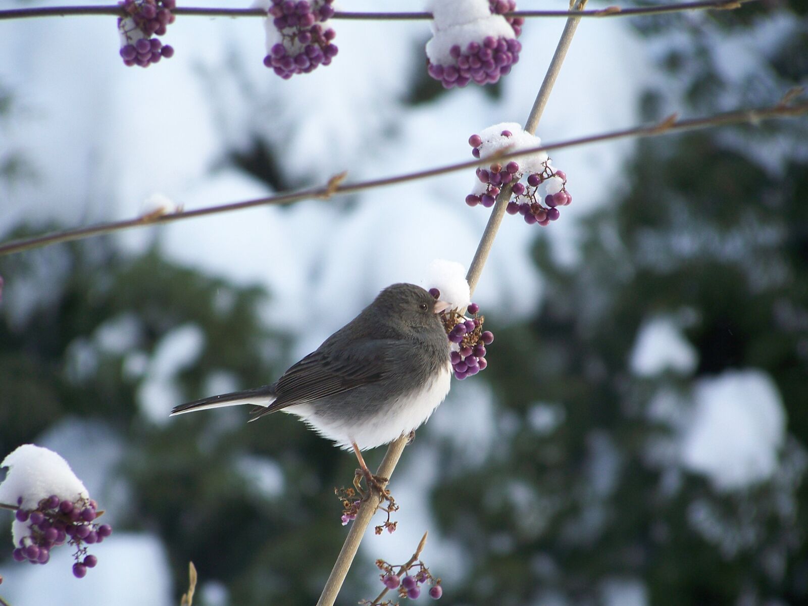 Kodak Z712 IS ZOOM DIGITAL CAMERA sample photo. Bird, small, grey photography